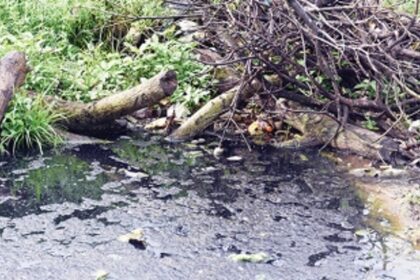 Dengue BITES Dona Paula now