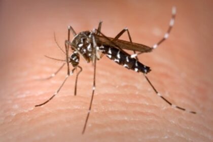 Dengue cannot be taken lightly by the authorities