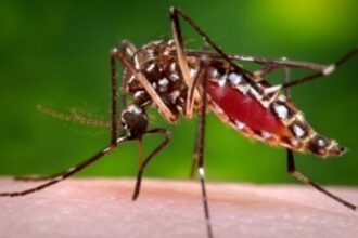 Dengue raises its ugly head; two suspected deaths cause panic among the people