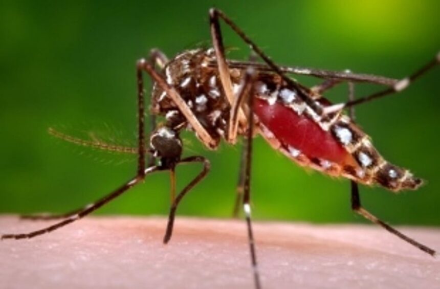 Dengue raises its ugly head; two suspected deaths cause panic among the people