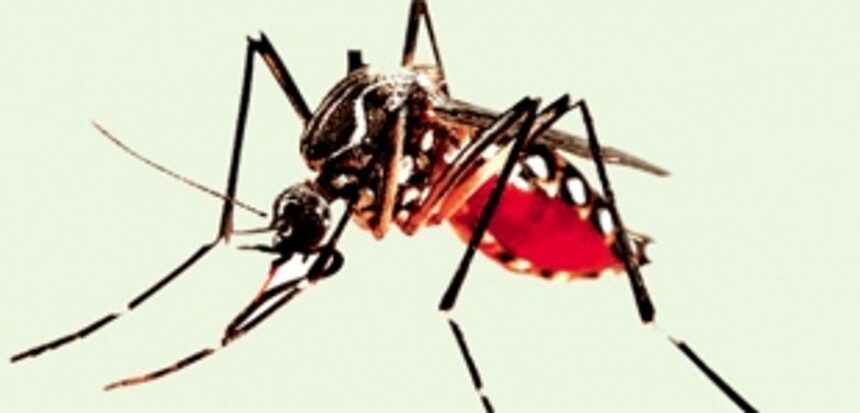 Dengue surge as 50 suspected cases reported in 1 week 1 Dengue surge as 50 suspected cases reported in 1 week