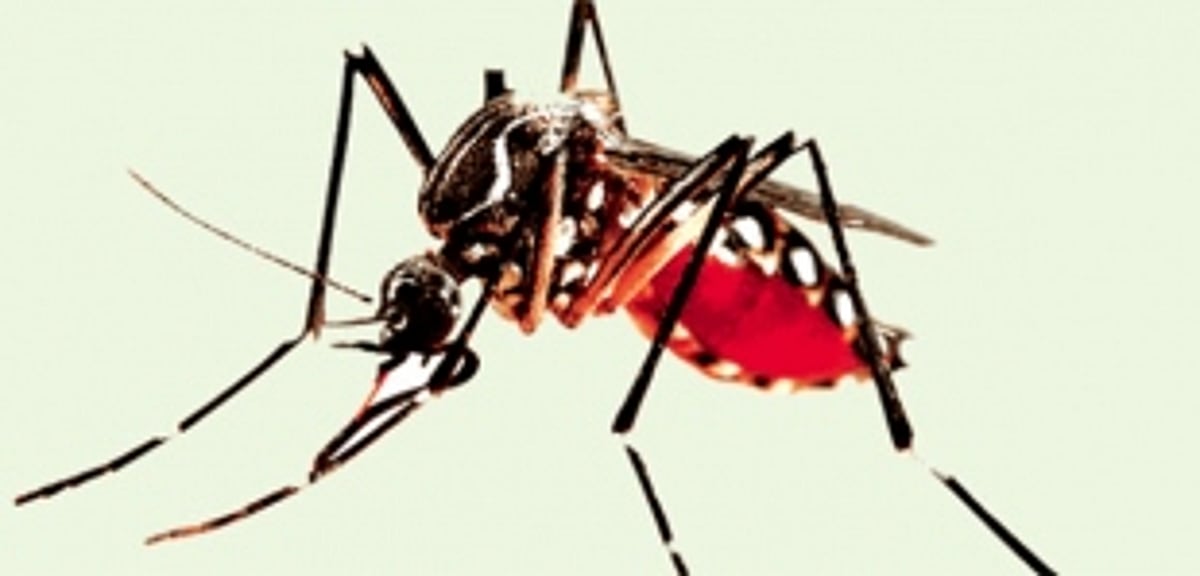 Dengue surge as 50 suspected cases reported in 1 week