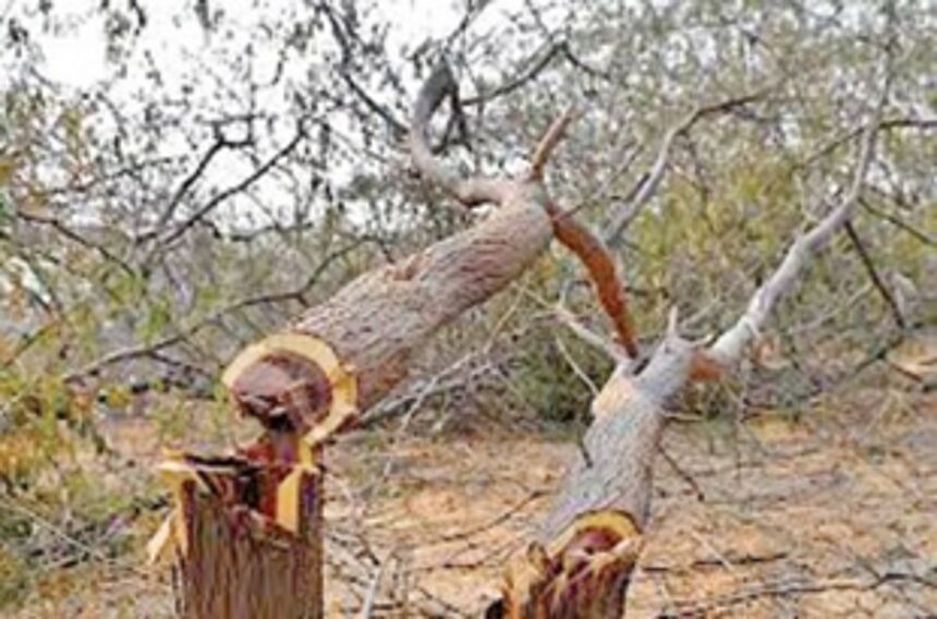 Deputy Conservator of Forest grants permission to cut 7218 trees for Mopa link road 1 Deputy Conservator of Forest grants permission to cut 7218 trees for Mopa link road