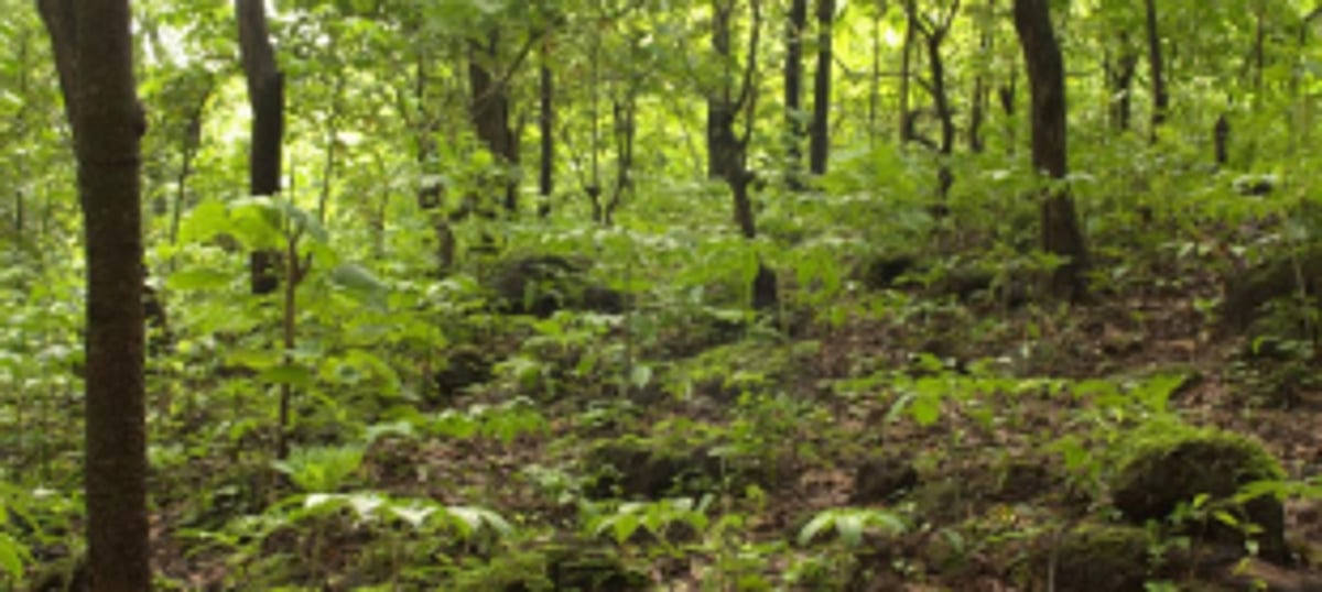 Derode locals oppose Forest Dept’s  move to install watch tower