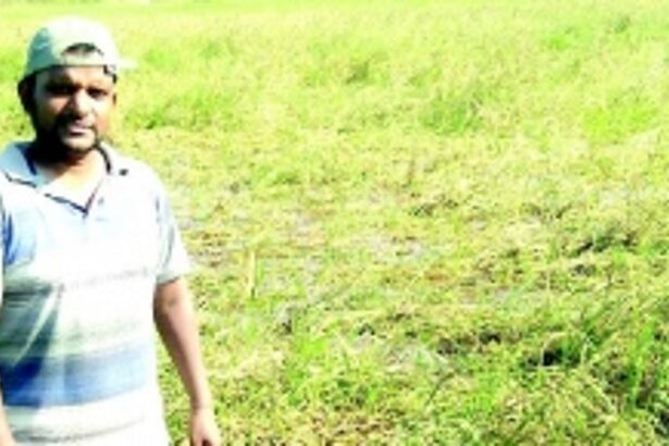 Despite Western Bypass obstacle, Benaulim  farmers fighting to keep age-old tradition alive