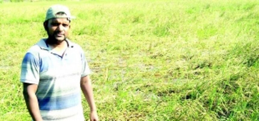 Despite Western Bypass obstacle, Benaulim farmers fighting to keep age-old tradition alive