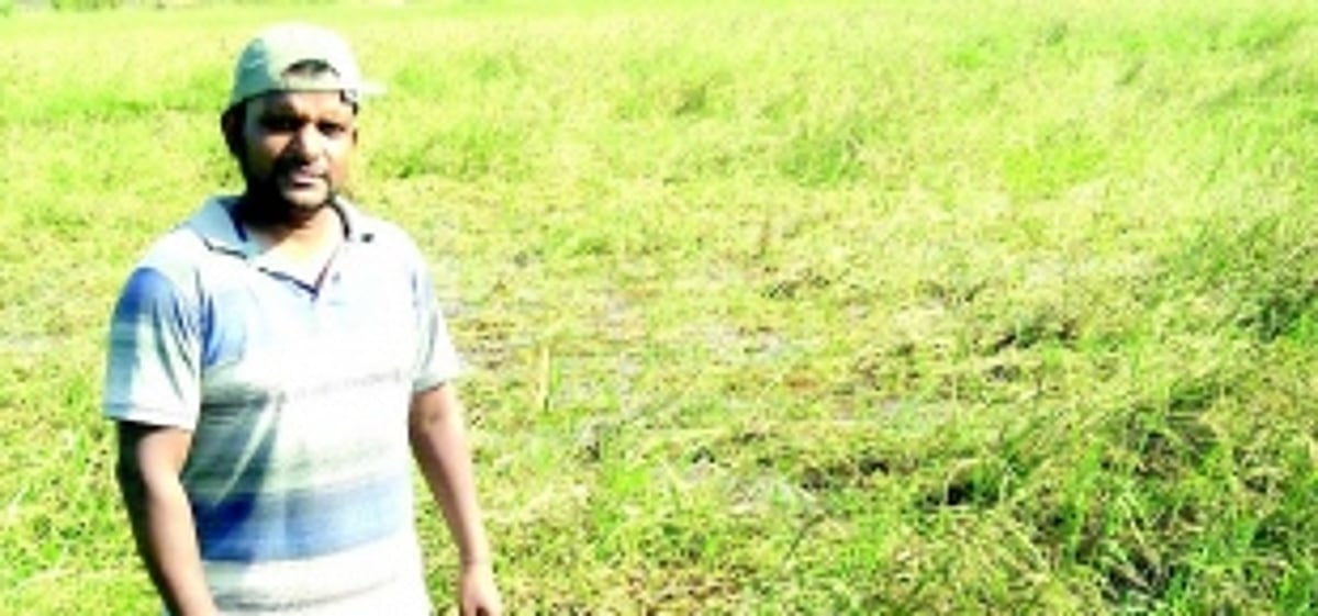 Despite Western Bypass obstacle, Benaulim  farmers fighting to keep age-old tradition alive