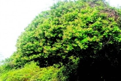 Despite govt’s budgetary provision, Canacona cashew growers dissatisfied over MSP delay