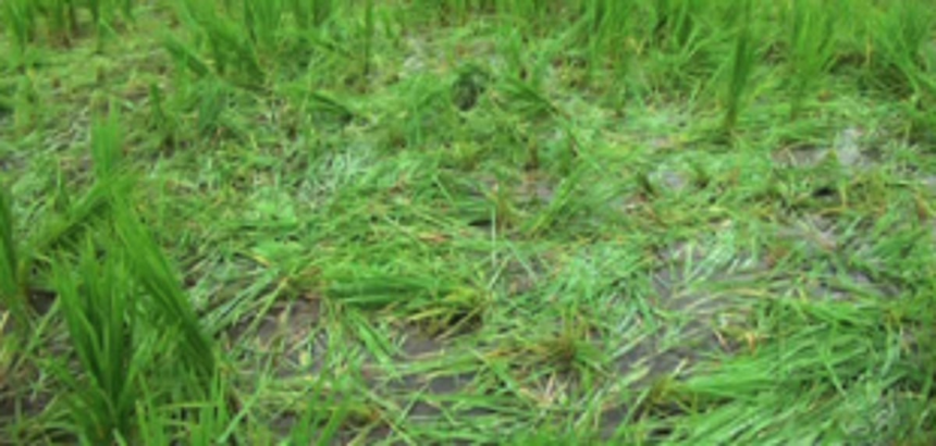 Destroying paddy fields at Chinchinim