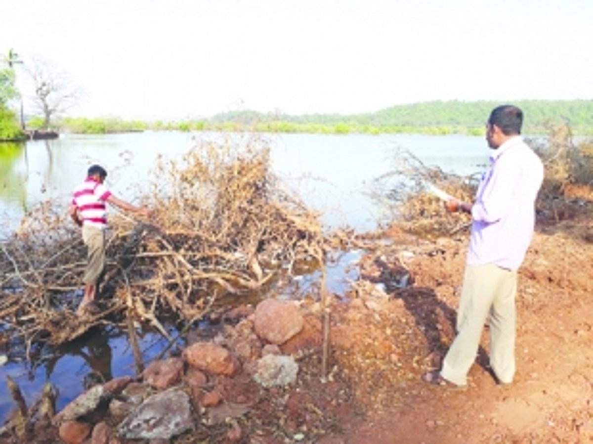 Destruction of mangroves: Case against unknown persons