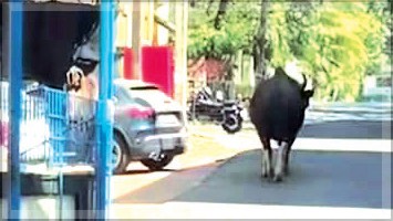 Dhavalim Locals Panic as Bison Roams Freely Near School in Broad Daylight