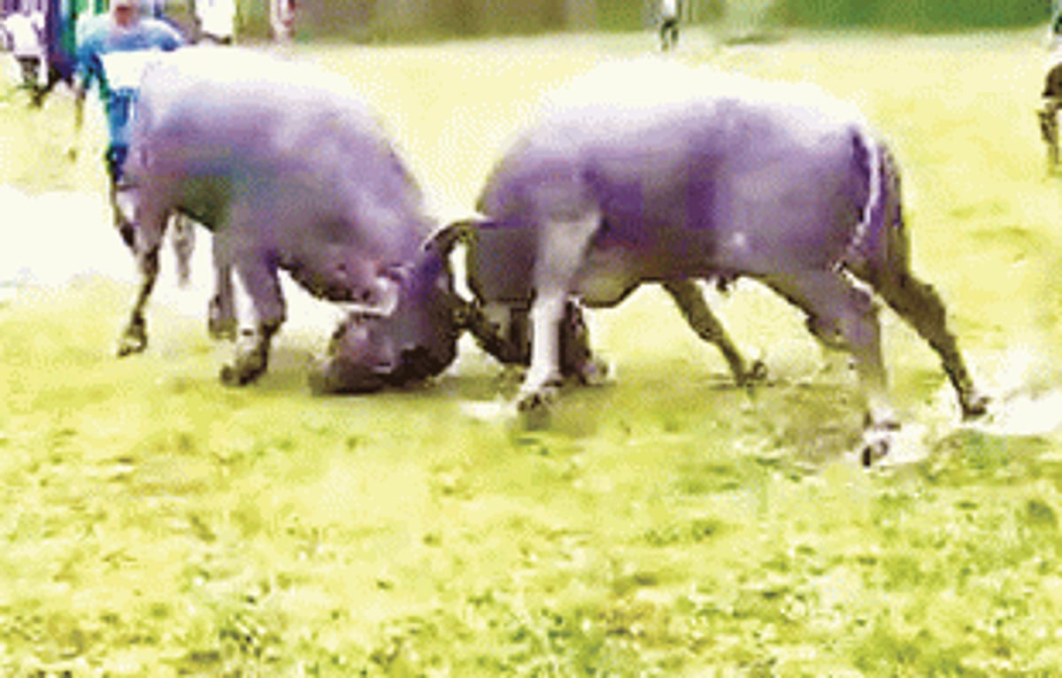 Dhirio: Can it be called a Goan tradition any longer?