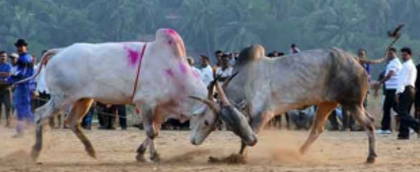 Dhirio likely to be a major poll issue in Benaulim 1 Dhirio likely to be a major poll issue in Benaulim