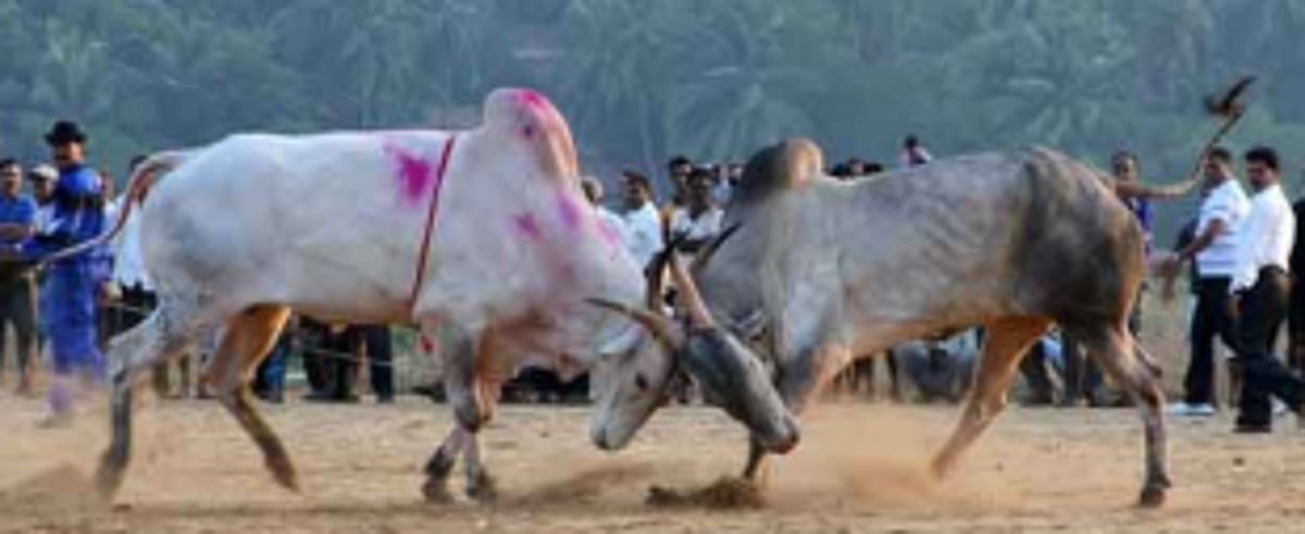 Dhirio likely to be a major poll issue in Benaulim