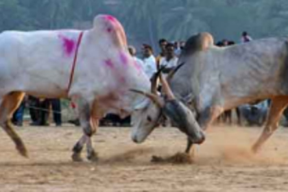 Dhirios in Salcete escape authorities’ attention