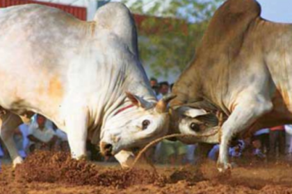 Dhirios on the   rise in Salcete