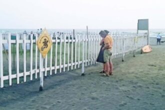 Digging turtle nests and relocating to one spot is harmful: Turtle conservation specialist