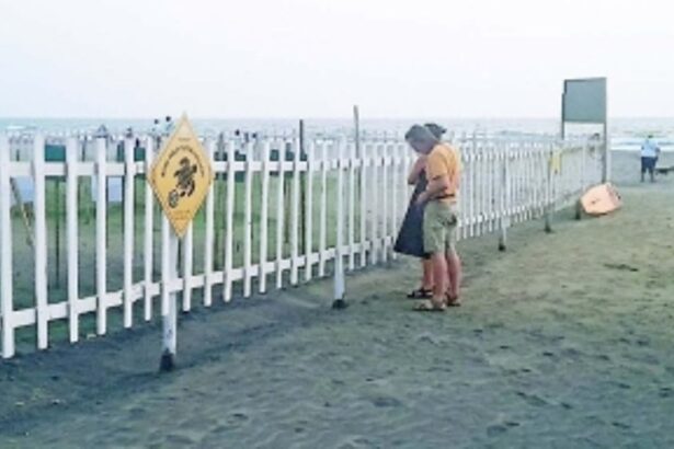 Digging turtle nests and relocating to one spot is harmful: Turtle conservation specialist