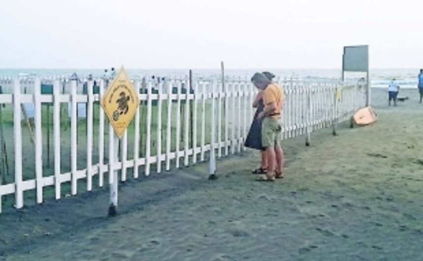 Digging turtle nests and relocating to one spot is harmful: Turtle conservation specialist