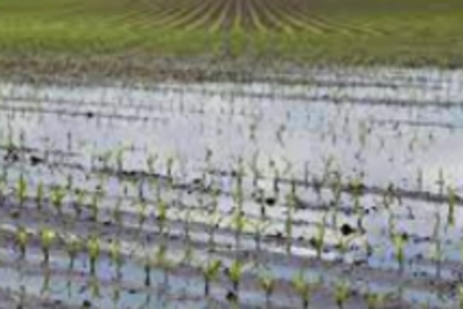 Digital methods to assess farmers’ losses in floods