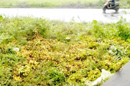 Discarded vegetable stench  unbearable in Canacona