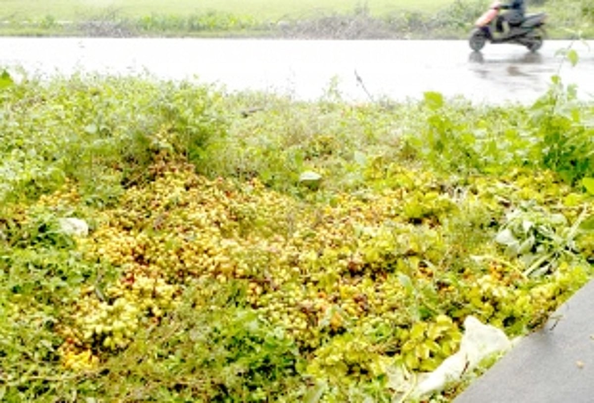 Discarded vegetable stench  unbearable in Canacona