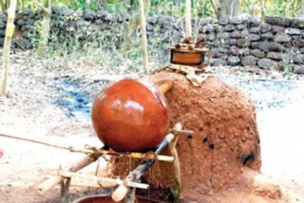 Distillers expect a fenitastic season this year