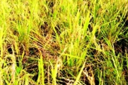 Distressed over destruction of crops by wild animals,  Cotigao farmers seek relief from government