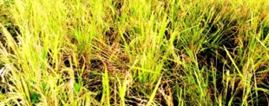 Distressed over destruction of crops by wild animals,  Cotigao farmers seek relief from government