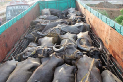 District Magistrates told to relax ban on transportation of buffaloes