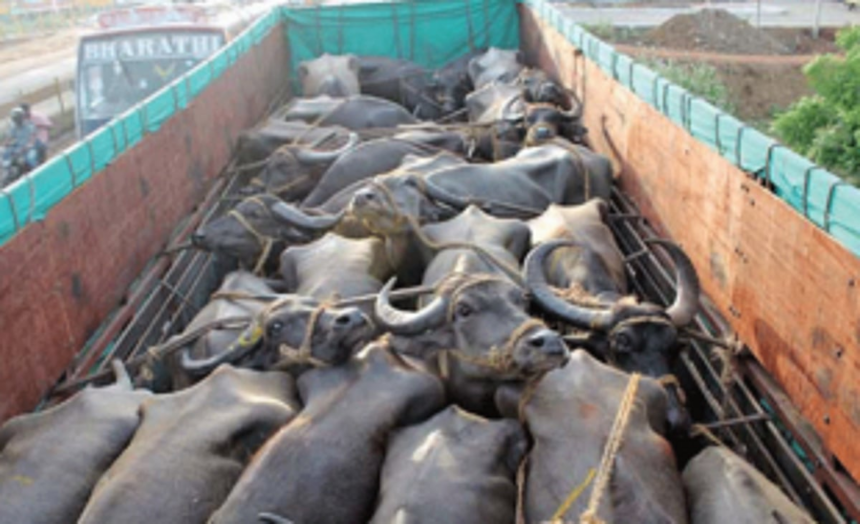 District Magistrates told to relax ban on transportation of buffaloes