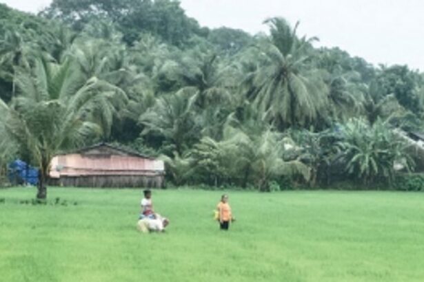 Divar – The island with the emerald heart