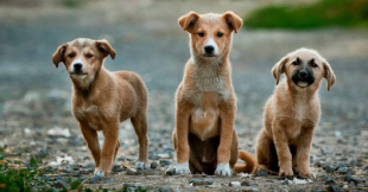 Dog menace: Govt issues guidelines  to co-operative housing societies
