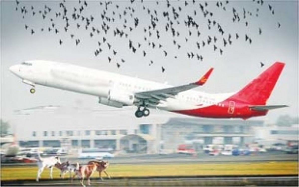 Dogs, Planes vie for space on Dabolim Airport Taxiway