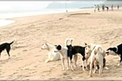 Dogs posing a threat on beaches