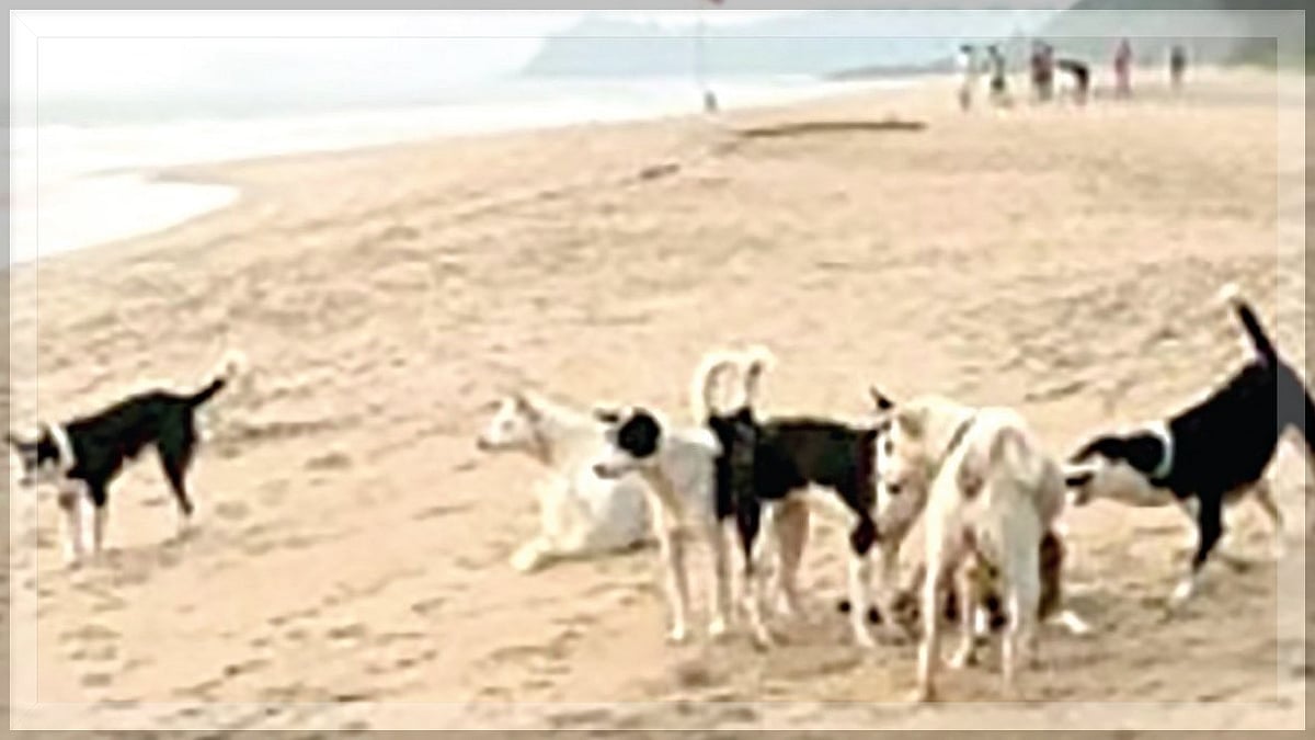 Dogs posing a threat on beaches