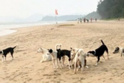 Dogs threaten turtle nesting on Galgibaga Beach