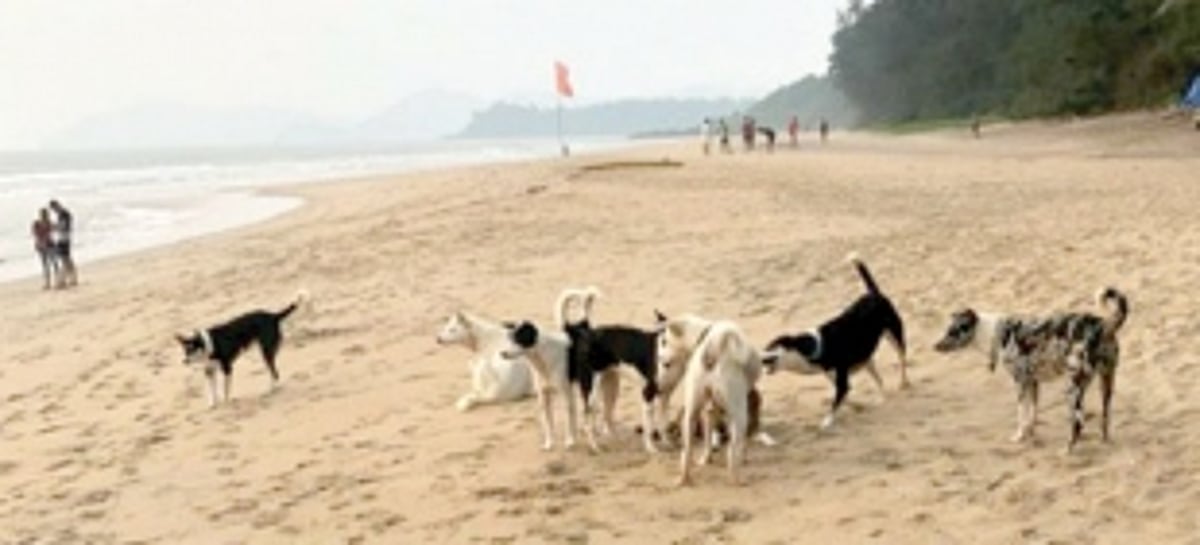 Dogs threaten turtle nesting on Galgibaga Beach