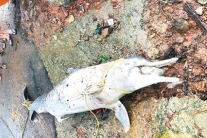 Dolphin found dead on Colomb Beach