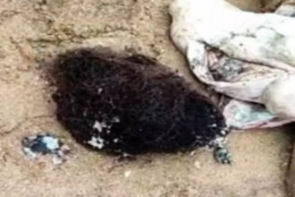 Dolphin with net in stomach  found dead at Vainguinim