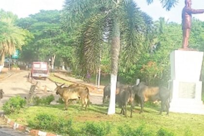 Dona Paula Circle: Cows create mess with collected garbage giving a shabby look