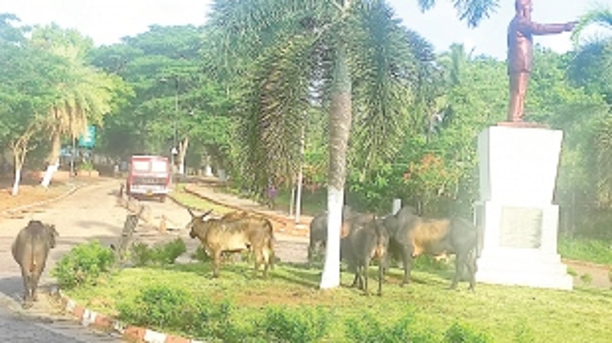 Dona Paula Circle: Cows create mess with collected garbage giving a shabby look