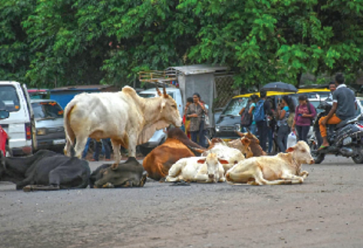 Dramapur locals up in arms over stray cattle menace