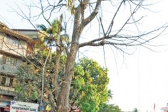 Dried up tree posing danger  to commuters in Ponda