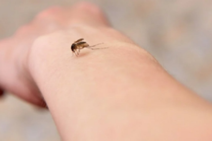 Drives against   vector-borne diseases held at Margao