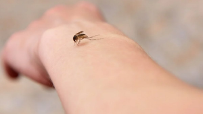 Drives against   vector-borne diseases held at Margao