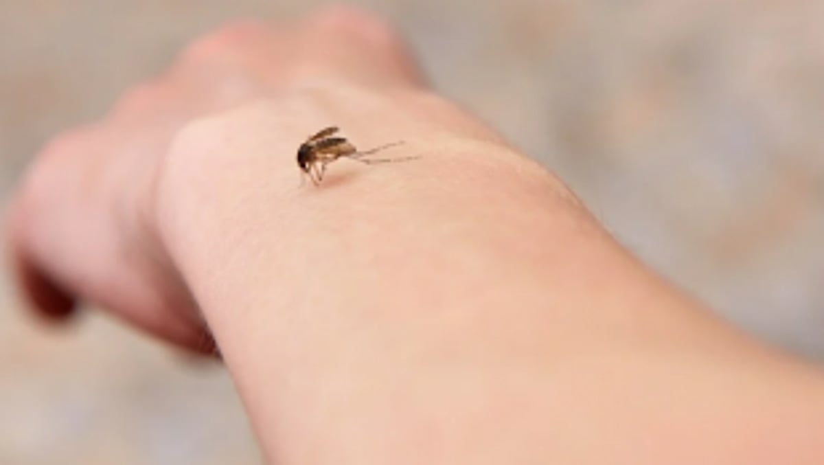 Drives against   vector-borne diseases held at Margao