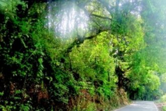 Dry, low-hanging  branches pose threat to  motorists at Canacona