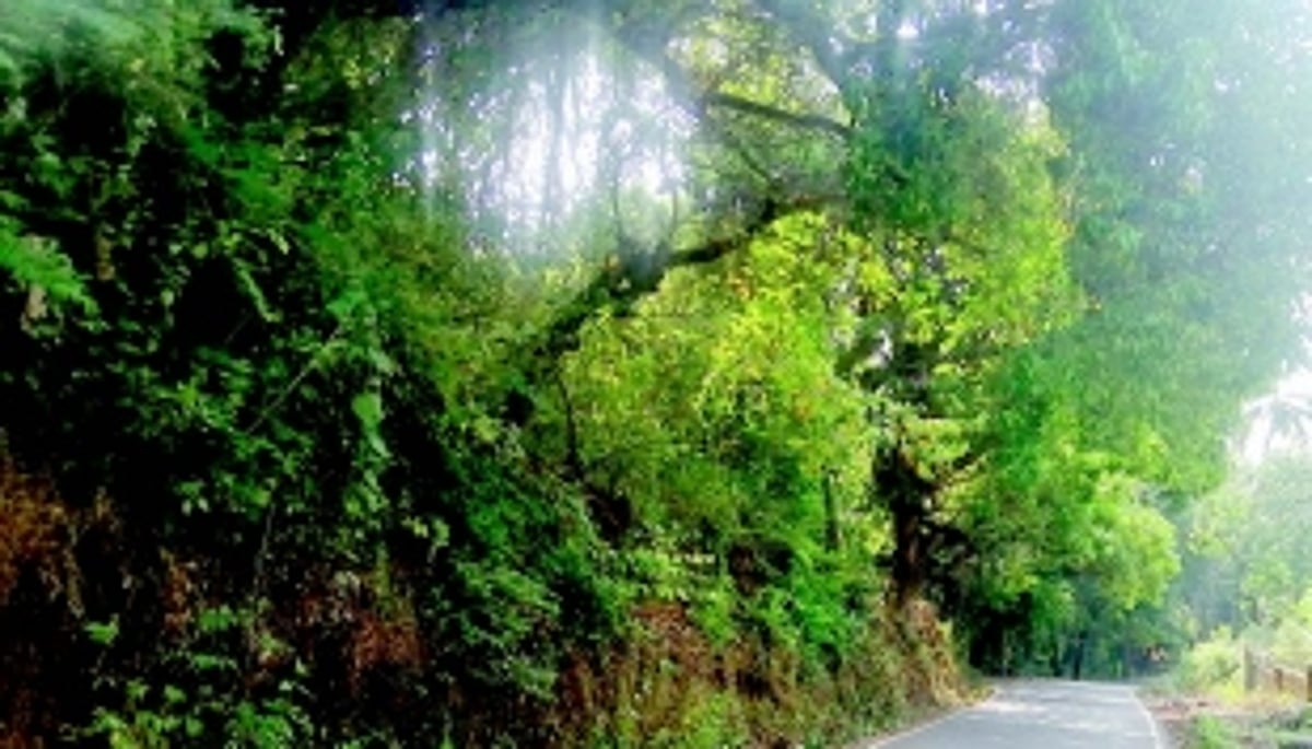 Dry, low-hanging  branches pose threat to  motorists at Canacona