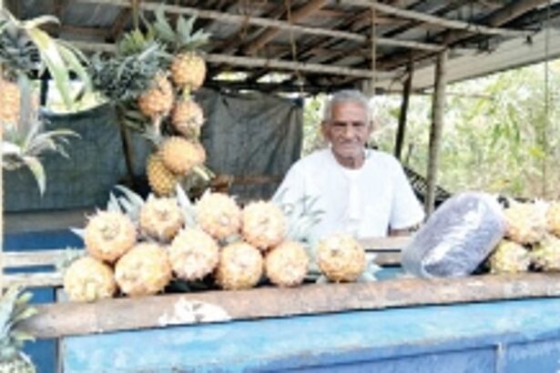 Dry spell, monkeys trouble pineapple farmers in Ponda